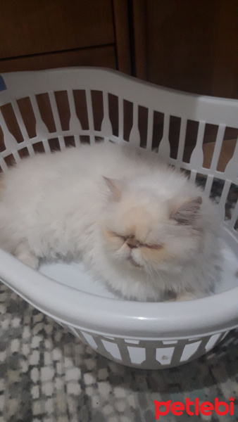 İran Kedisi (Persian), Kedi  pamuş fotoğrafı