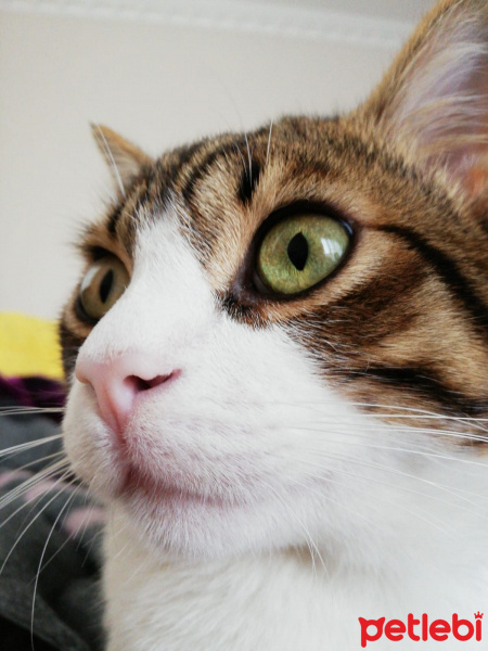 Tekir Kedi, Kedi  İnci fotoğrafı