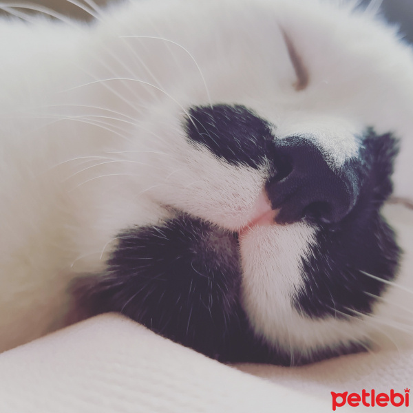 Tekir Kedi, Kedi  Şerafettin fotoğrafı