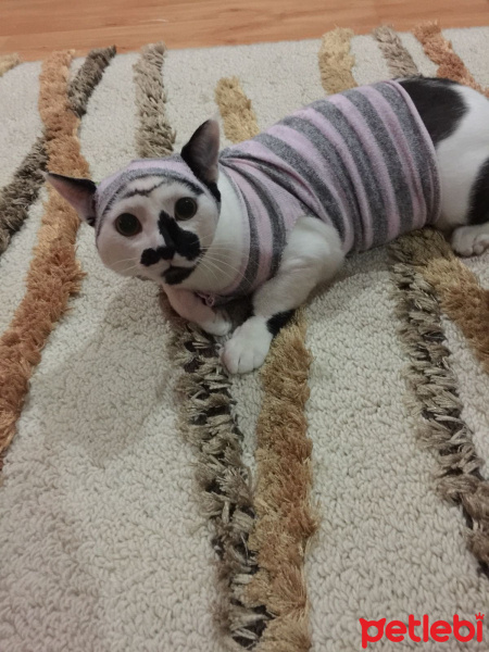 Tekir Kedi, Kedi  Şerafettin fotoğrafı