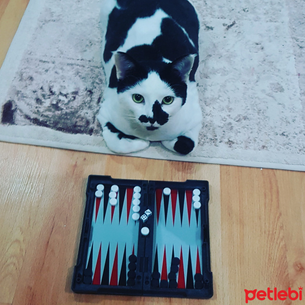 Tekir Kedi, Kedi  Şerafettin fotoğrafı