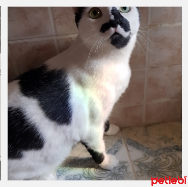 Tekir Kedi, Kedi  Şerafettin fotoğrafı