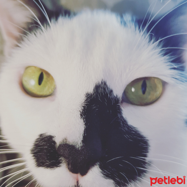 Tekir Kedi, Kedi  Şerafettin fotoğrafı