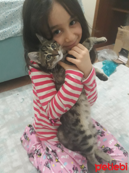 Tekir Kedi, Kedi  Müslüm fotoğrafı
