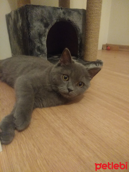 British Shorthair, Kedi  Leo fotoğrafı