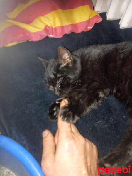 Bombay, Kedi  Suga fotoğrafı