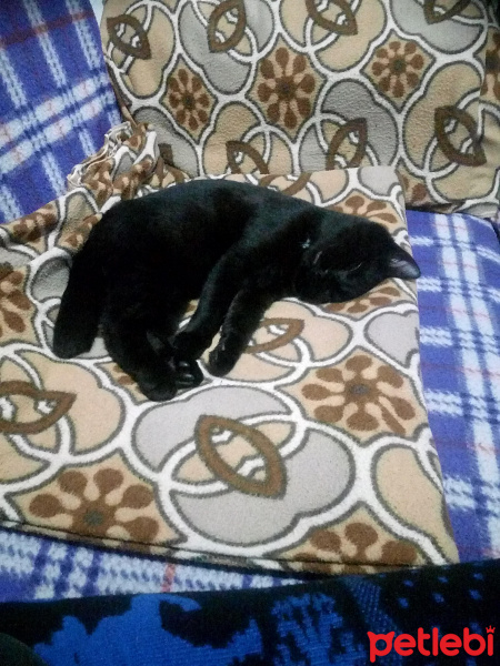 Bombay, Kedi  Suga fotoğrafı