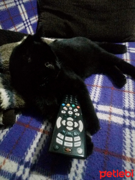 Bombay, Kedi  Suga fotoğrafı