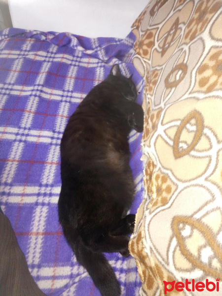 Bombay, Kedi  Suga fotoğrafı