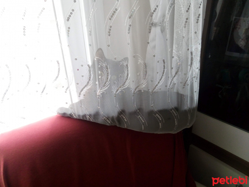 Bombay, Kedi  Suga fotoğrafı