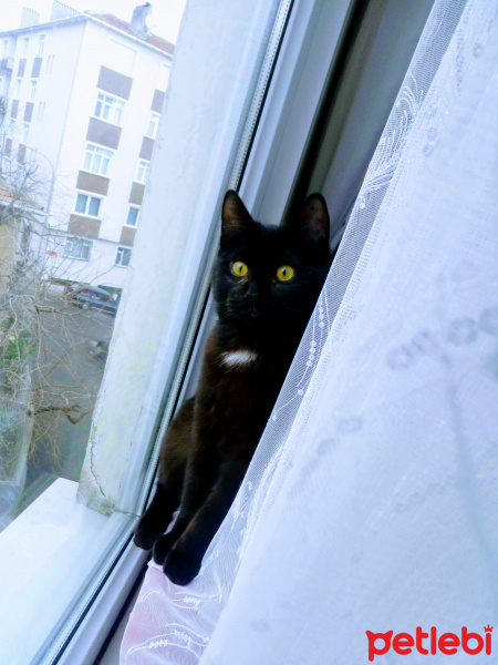 Bombay, Kedi  Suga fotoğrafı
