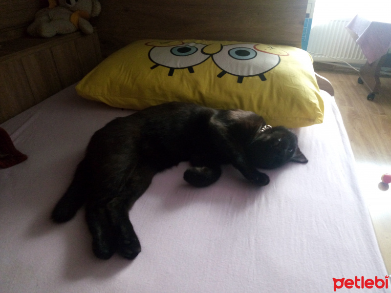 Bombay, Kedi  Suga fotoğrafı