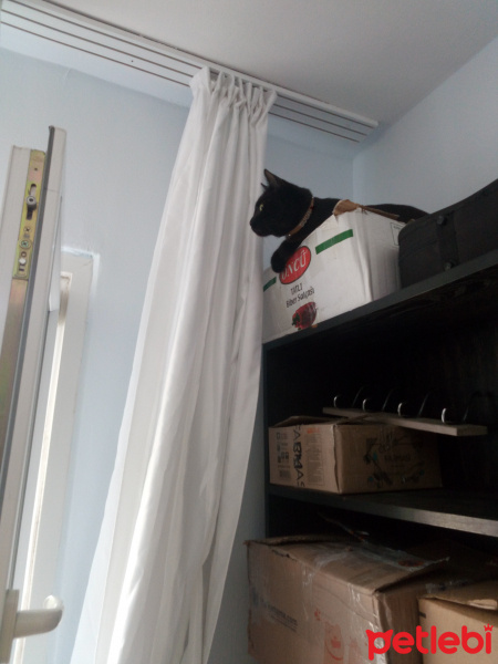 Bombay, Kedi  Suga fotoğrafı