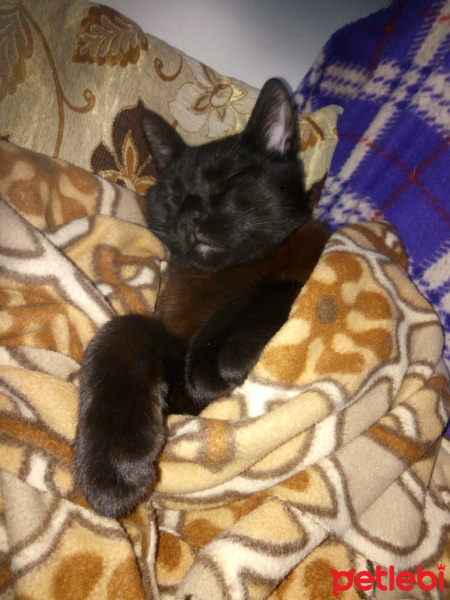 Bombay, Kedi  Suga fotoğrafı