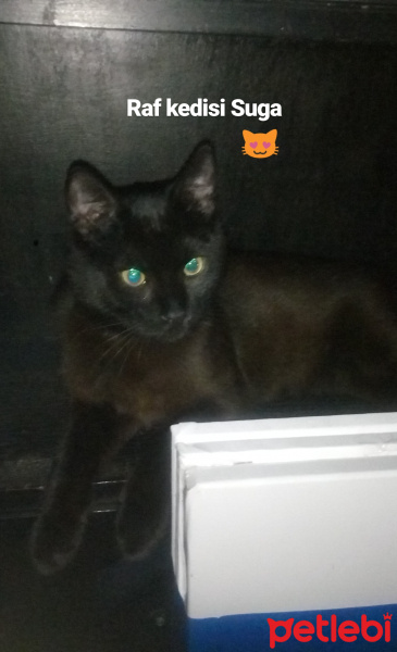 Bombay, Kedi  Suga fotoğrafı