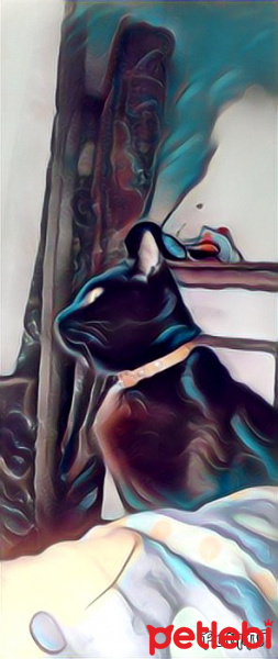 Bombay, Kedi  Suga fotoğrafı