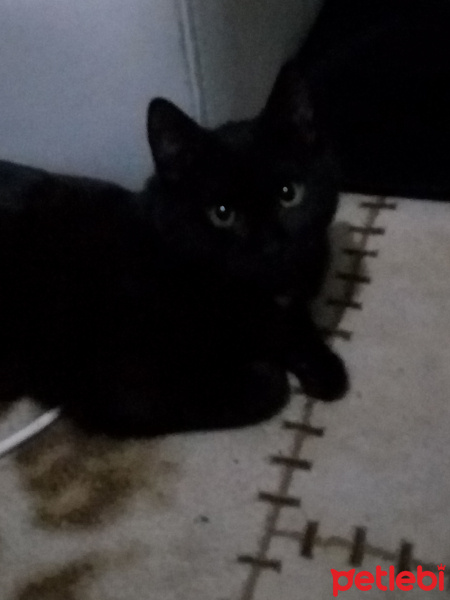 Bombay, Kedi  Suga fotoğrafı
