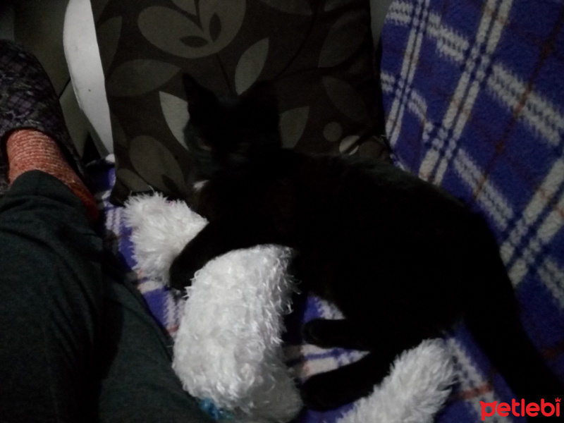 Bombay, Kedi  Suga fotoğrafı