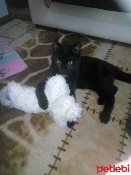 Bombay, Kedi  Suga fotoğrafı