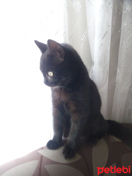 Bombay, Kedi  Suga fotoğrafı