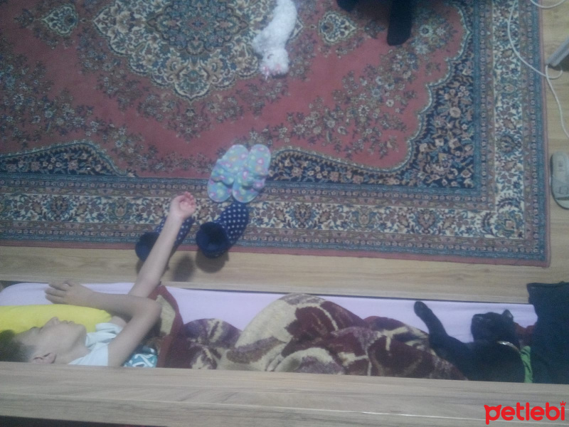 Bombay, Kedi  Suga fotoğrafı