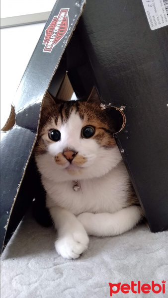 Tekir Kedi, Kedi  Kuki fotoğrafı