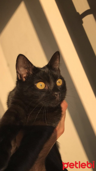 Bombay, Kedi  Limo fotoğrafı