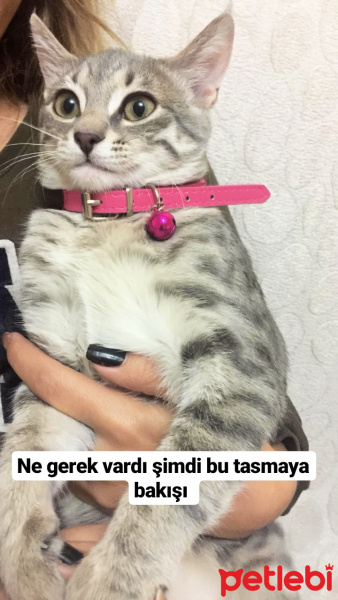 Tekir Kedi, Kedi  Miya fotoğrafı