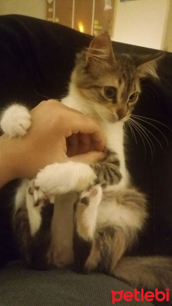 Tekir Kedi, Kedi  Sümiş fotoğrafı