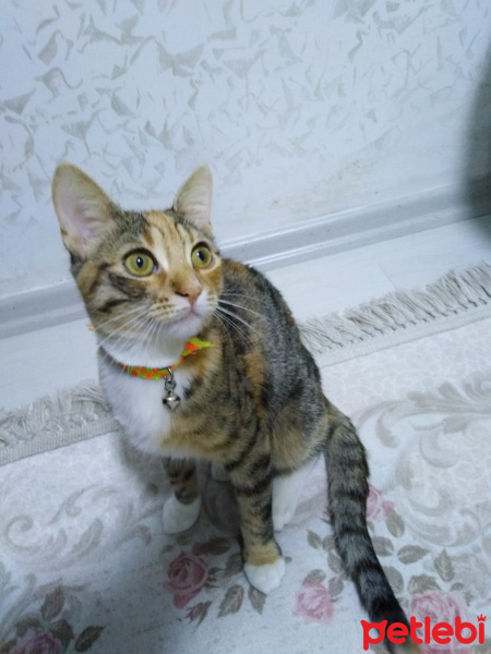 Tekir Kedi, Kedi  HAMSİ fotoğrafı