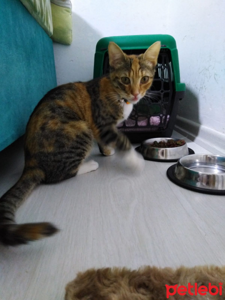 Tekir Kedi, Kedi  HAMSİ fotoğrafı