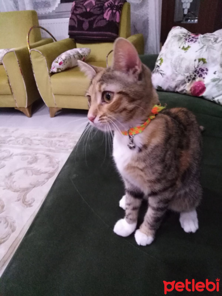 Tekir Kedi, Kedi  HAMSİ fotoğrafı