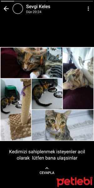 Tekir Kedi, Kedi  HAMSİ fotoğrafı