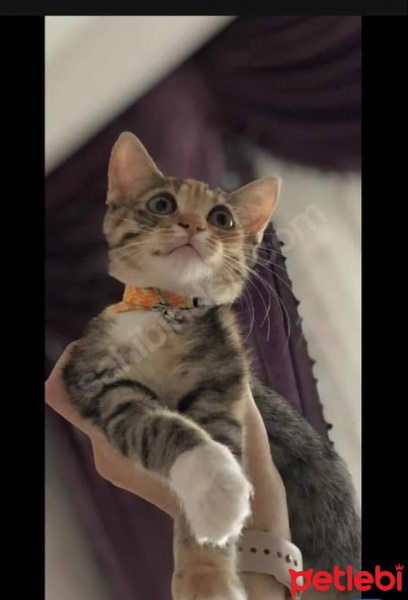 Tekir Kedi, Kedi  HAMSİ fotoğrafı