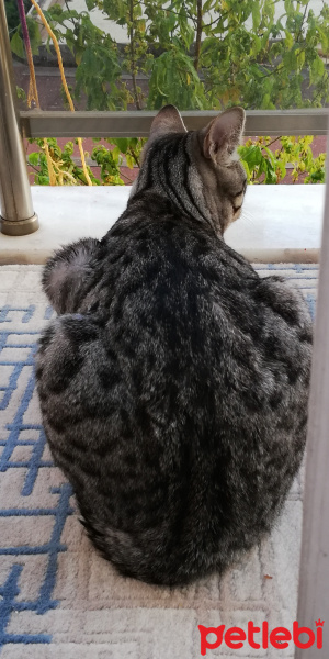 Tekir Kedi, Kedi  BÜYÜK DUMANN fotoğrafı