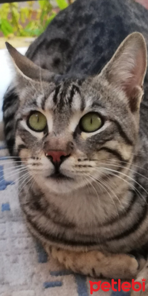 Tekir Kedi, Kedi  BÜYÜK DUMANN fotoğrafı