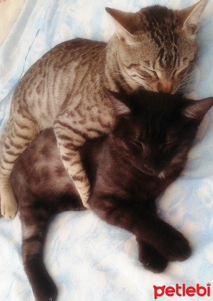 Tekir Kedi, Kedi  BÜYÜK DUMANN fotoğrafı