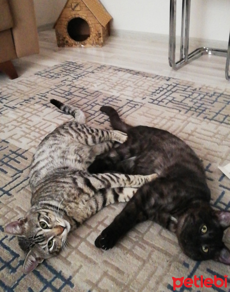 Tekir Kedi, Kedi  BÜYÜK DUMANN fotoğrafı