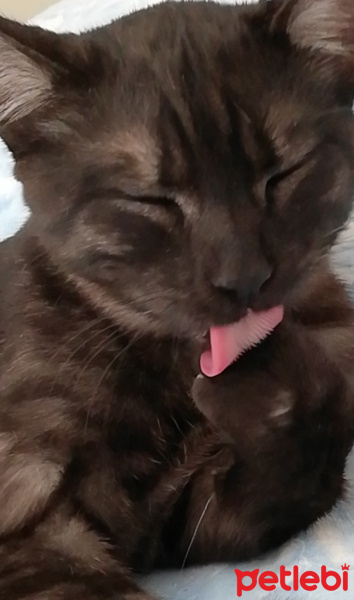 Tekir Kedi, Kedi  BÜYÜK DUMANN fotoğrafı