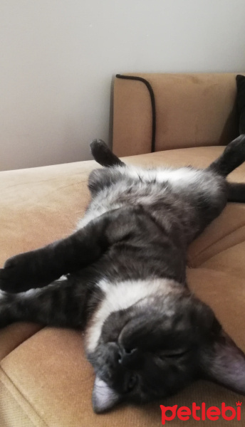Tekir Kedi, Kedi  BÜYÜK DUMANN fotoğrafı