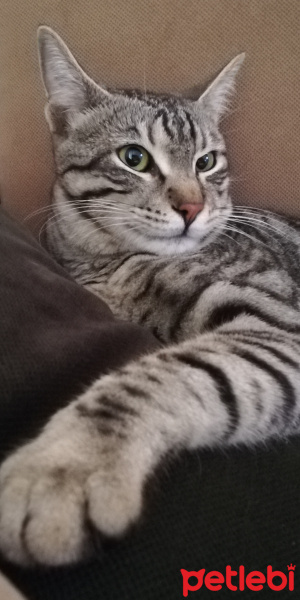 Tekir Kedi, Kedi  BÜYÜK DUMANN fotoğrafı
