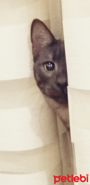 Tekir Kedi, Kedi  BÜYÜK DUMANN fotoğrafı