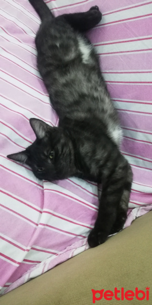 Tekir Kedi, Kedi  BÜYÜK DUMANN fotoğrafı