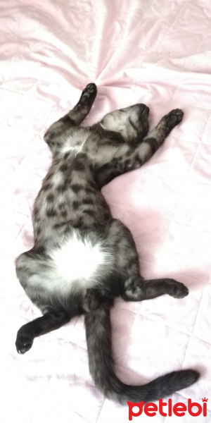 Tekir Kedi, Kedi  BÜYÜK DUMANN fotoğrafı