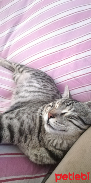 Tekir Kedi, Kedi  BÜYÜK DUMANN fotoğrafı
