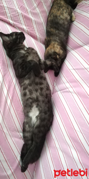 Tekir Kedi, Kedi  BÜYÜK DUMANN fotoğrafı