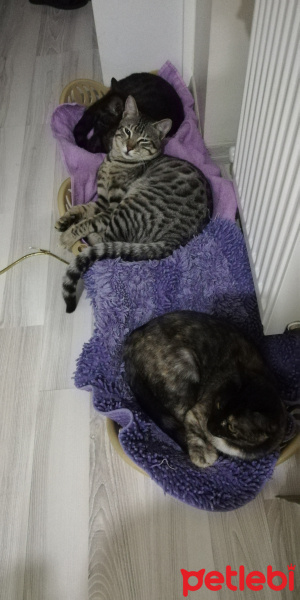 Tekir Kedi, Kedi  BÜYÜK DUMANN fotoğrafı
