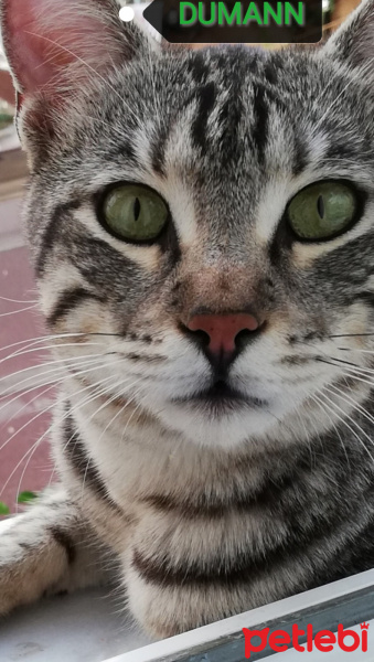 Tekir Kedi, Kedi  BÜYÜK DUMANN fotoğrafı