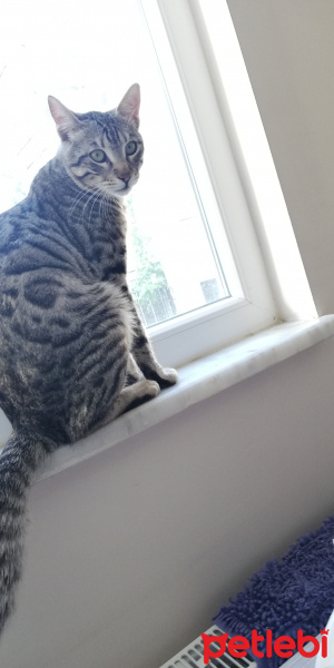 Tekir Kedi, Kedi  BÜYÜK DUMANN fotoğrafı