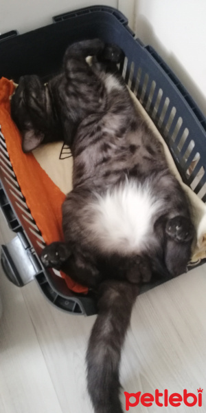 Tekir Kedi, Kedi  BÜYÜK DUMANN fotoğrafı